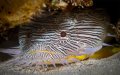 Endemic Splendid Toadfish